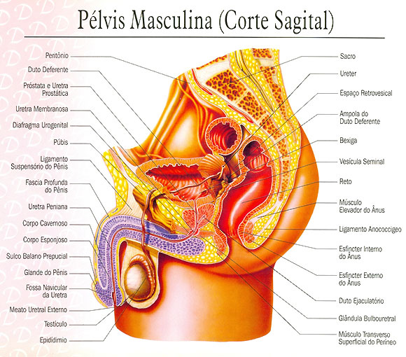 P�lvis masculina